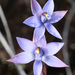 Thelymitra malvina - Photo (c) Bill Campbell, μερικά δικαιώματα διατηρούνται (CC BY-NC), uploaded by Bill Campbell