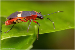 Dysdercus albofasciatus