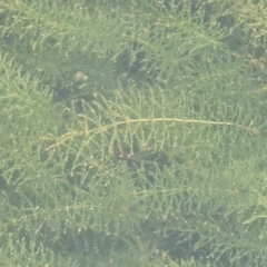 Hydrilla verticillata