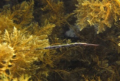 Siphonognathus argyrophanes