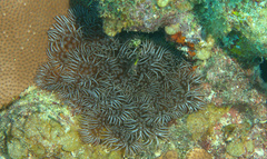 Lebrunia neglecta