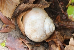Helix pomatia