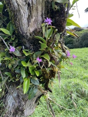 Epidendrum centropetalum