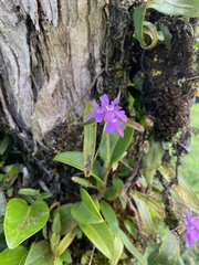 Epidendrum centropetalum