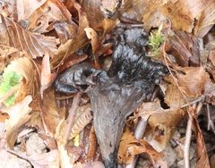 Craterellus cornucopioides