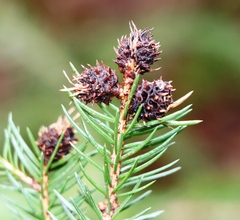 Adelges abietis