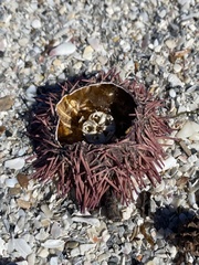 Lytechinus variegatus