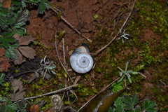 Xerolenta obvia