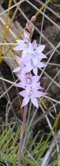 Thelymitra malvina