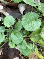 Packera obovata
