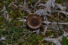 Pseudoclitocybe obbata