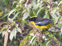 Anisognathus somptuosus