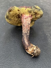 Xerocomellus intermedius