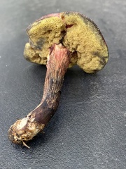 Xerocomellus intermedius