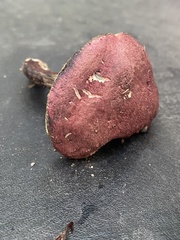 Xerocomellus intermedius