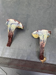 Xerocomellus intermedius