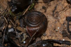 Helicodonta obvoluta