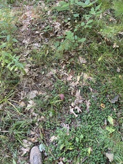 Xerocomellus intermedius