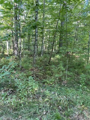 Xerocomellus intermedius