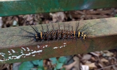 Hemileucinae