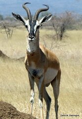 Nanger soemmerringii