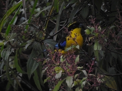 Anisognathus somptuosus