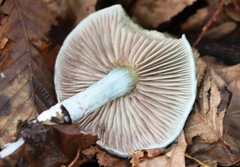 Stropharia