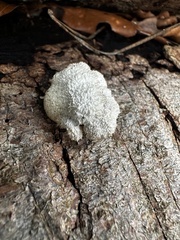 Schizophyllum commune