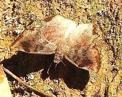Lepidoptera