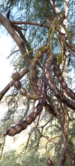 Prosopis affinis