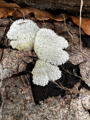 Schizophyllum commune