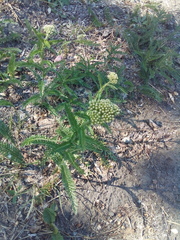 Achillea millefolium