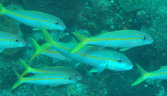 Mulloidichthys martinicus