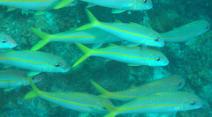 Mulloidichthys martinicus