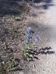 Echium vulgare