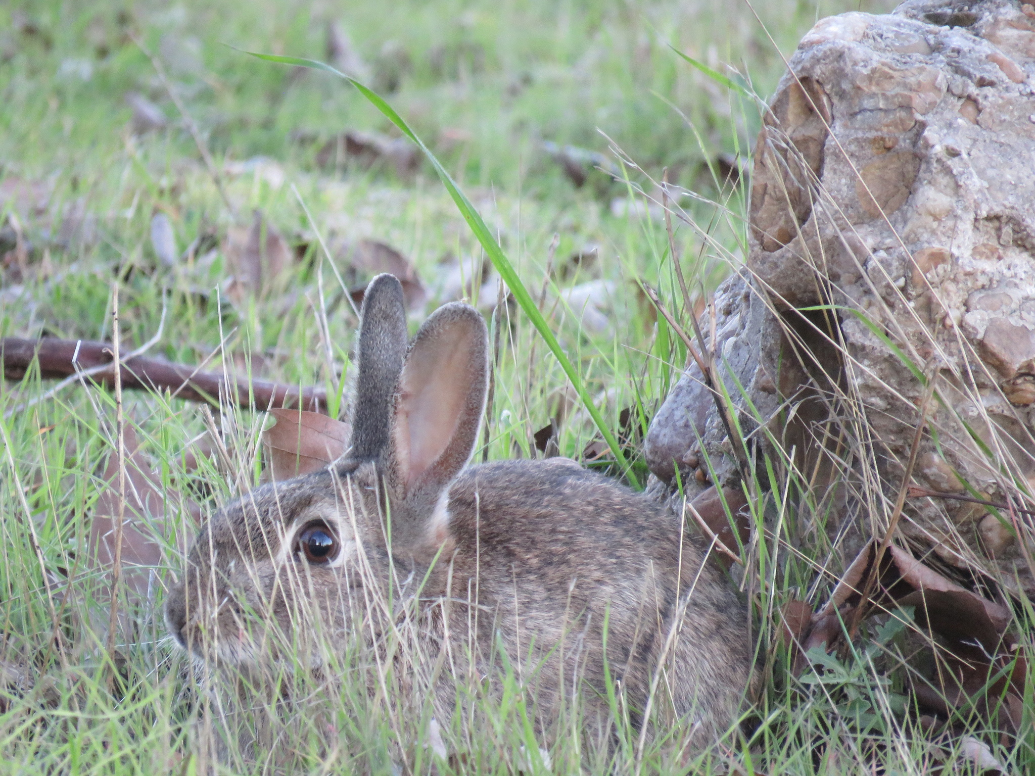 Oryctolagus Cuniculus (Linnaeus, 1758)