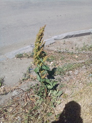 Rumex