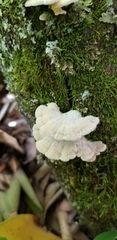 Schizophyllum