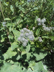 Arctium tomentosum