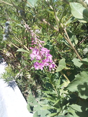 Chamaenerion angustifolium