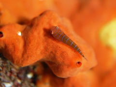 Cochleoceps bicolor