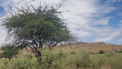 Vachellia erioloba