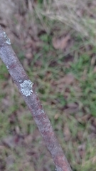 Lecanoromycetidae
