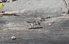 Calidris pusilla