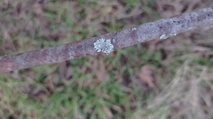 Lecanoromycetidae