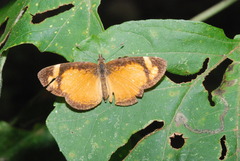 Tegosa