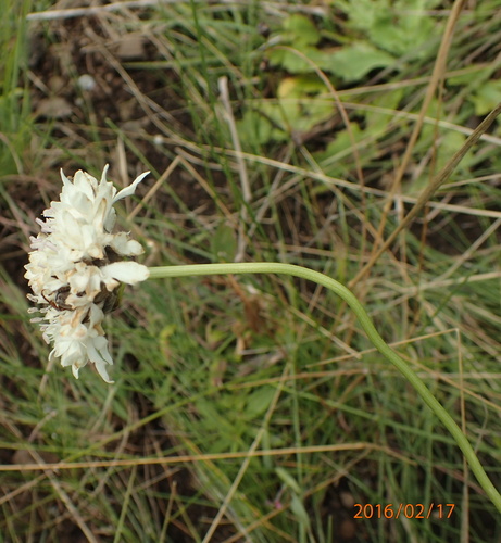 Cephalaria oblongifolia (Cephalaria oblongifolia)