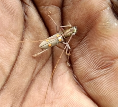 Olenecamptus bilobus