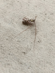 Olenecamptus bilobus