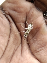 Olenecamptus bilobus